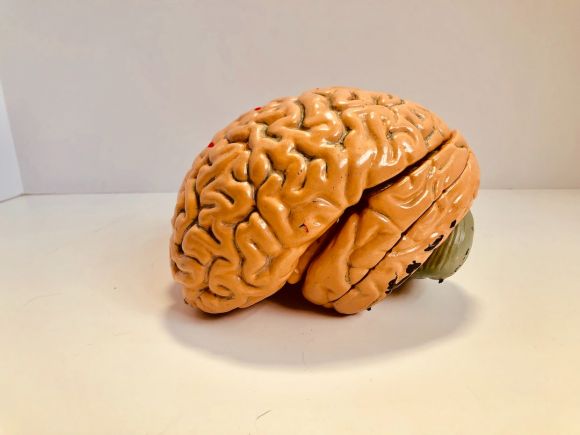 Human Mind - human brain figurine